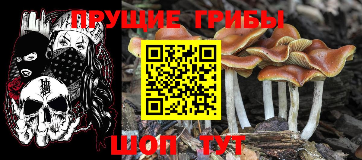 Псилоцибиновые грибы Cubensis  Вход с VPN  Прохладный 
